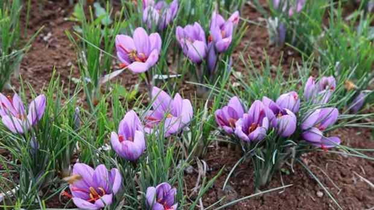 Dünyanın en pahalı baharatını ekti, kilosunu 200 bin liradan satıyor