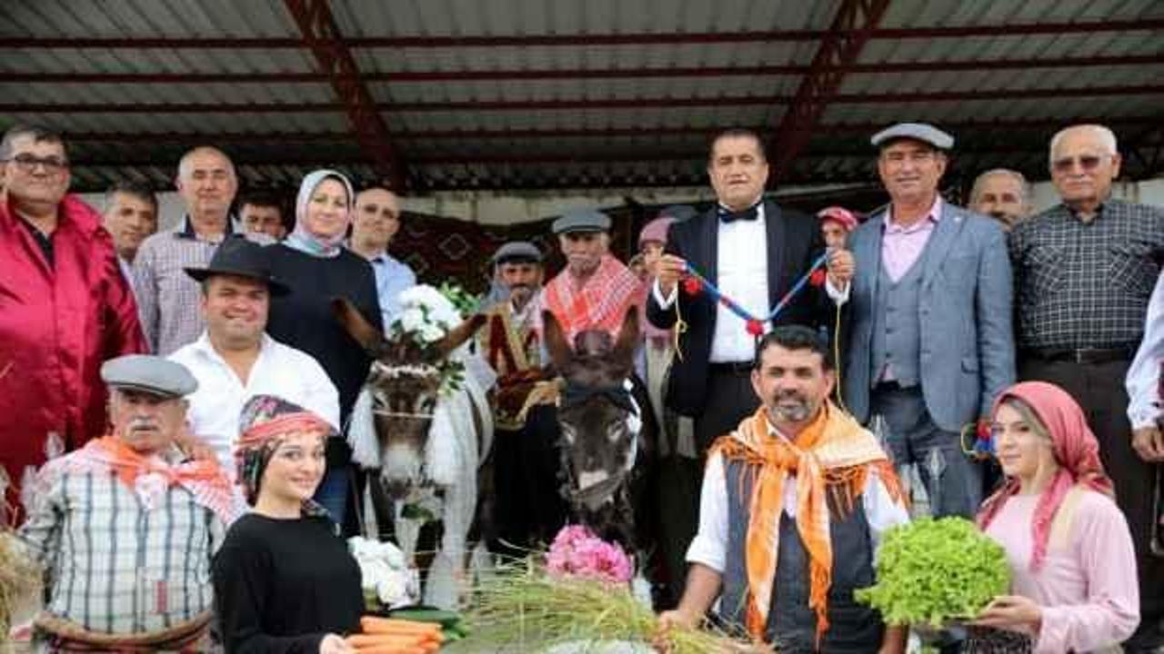 Eşeklere nikah kıyıp balayına gönderdiler: Şarkıcı Aydın Aydın da eşlik etti
