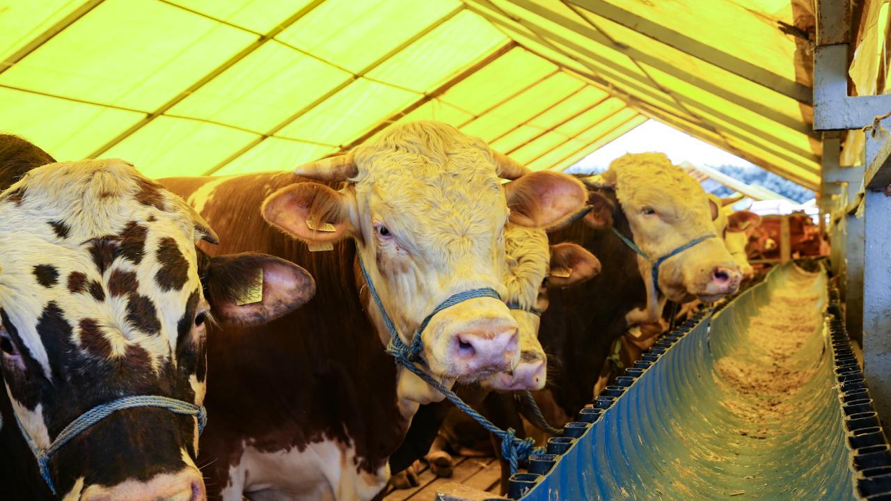 Hisar Besi Çiftliği Kurban Satışı