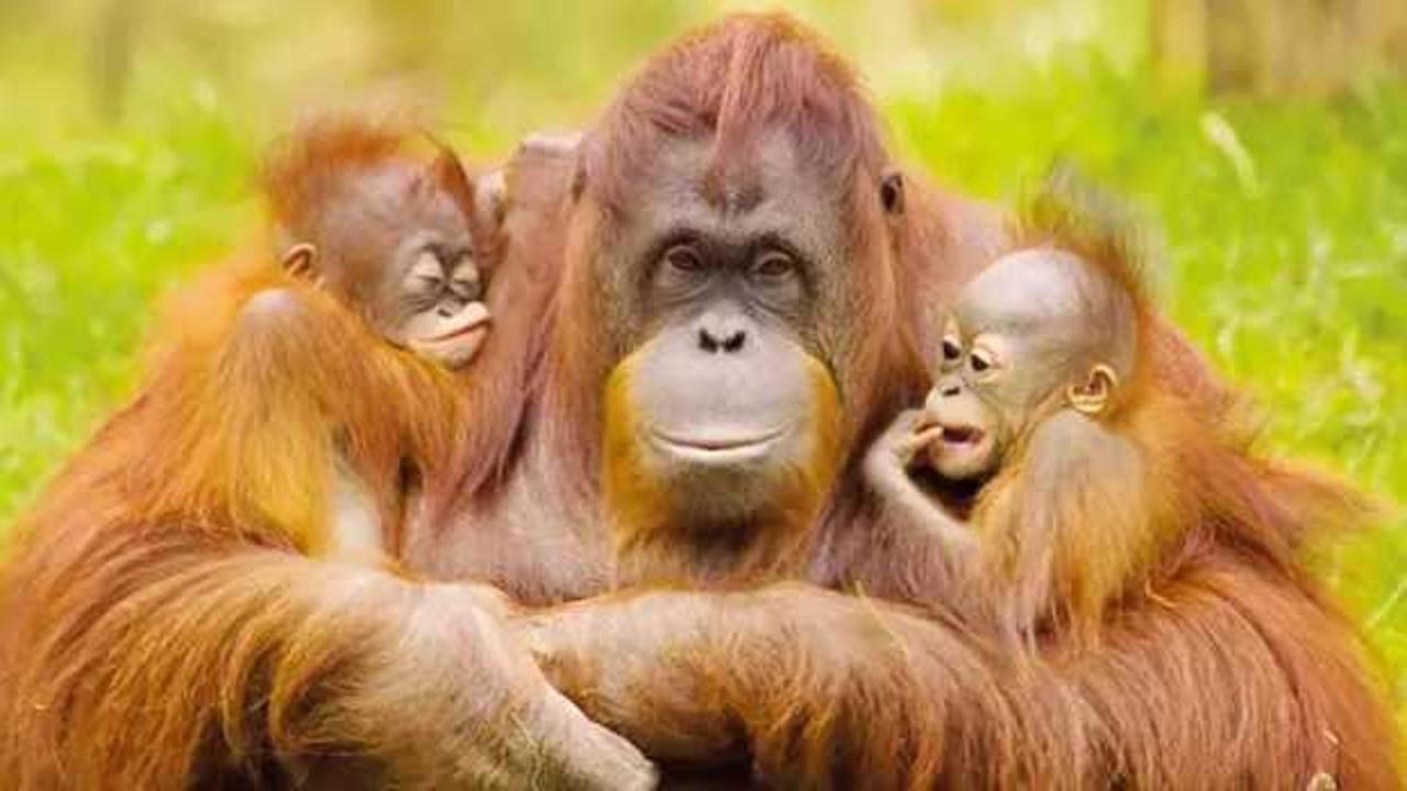 Malezya’dan orangutan diplomasisi