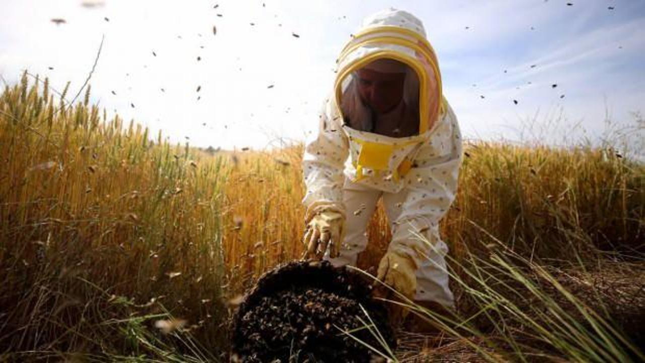 Türkiye Arıcılık Haritası güncellendi
