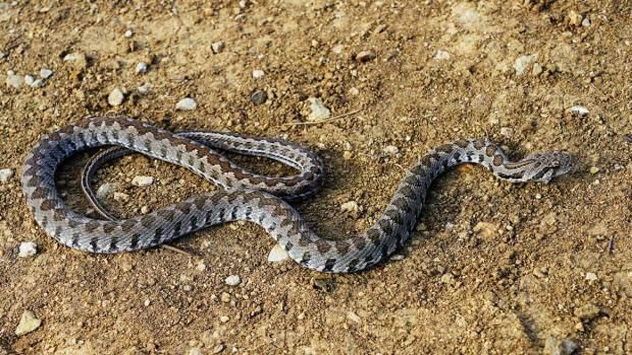 Yılan sayıları arttı! Uzmanlardan uyarı geldi: “Bunlara dikkat”