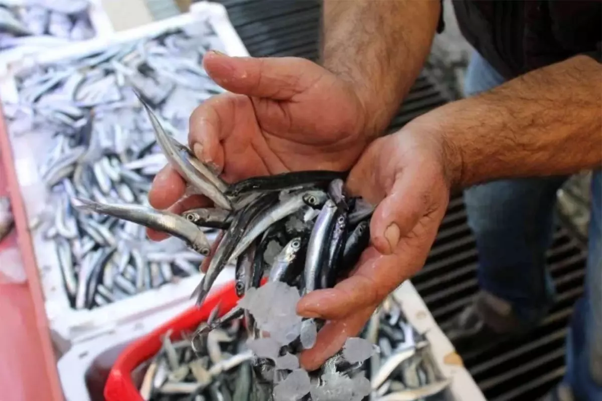 Hamsinin kilogram fiyatı