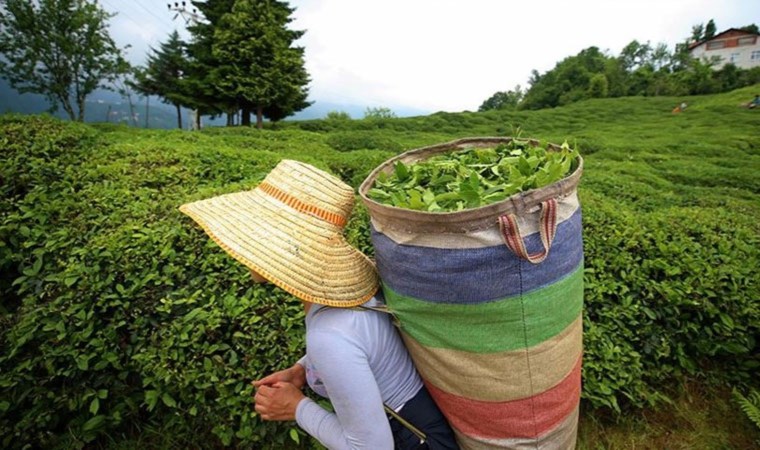 ÇAYKUR işçi alımı başvuru şartları neler