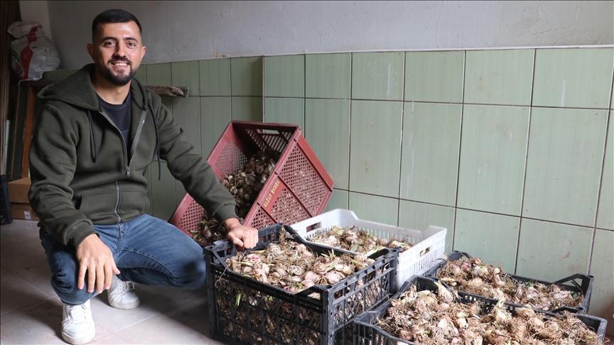 Ak Zambak Üretimiyle İhracata Hazırlanıyor